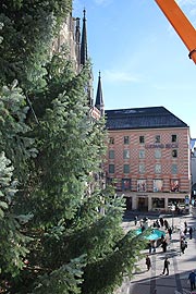dicht gewachsen ist die Weißtanne, die als Christbaum 2016 den Marienplatz zieren wird als Spende der Allgäuier Gemeinde Weiler-Simmerberg (©Foto.  Martin Schmitz)